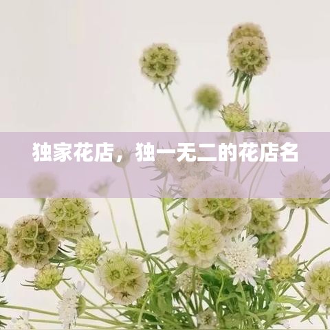 独家花店，独一无二的花店名 