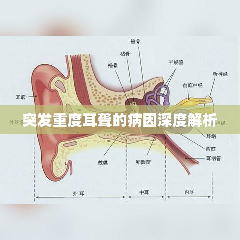 突发重度耳聋的病因深度解析