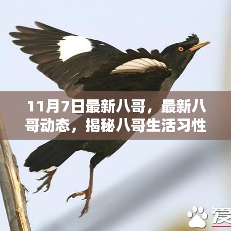 揭秘八哥生活习性及与人类互动关系，最新八哥动态（十一月七日更新）