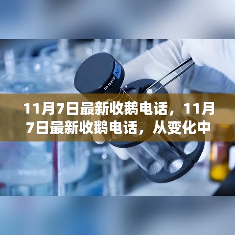 11月7日最新收鹅电话，变化中汲取力量，学习铸就自信与成就之路