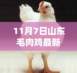 山东毛肉鸡最新价格揭秘，背后的温馨故事与行情分析（日期，11月7日）