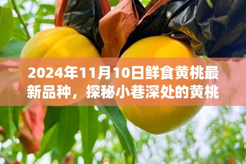 探秘鲜食黄桃新品种，小巷深处的尝鲜之旅（2024年最新报道）