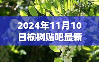 榆树贴吧最新消息，温馨日常与奇遇的情感纽带（2024年11月10日）