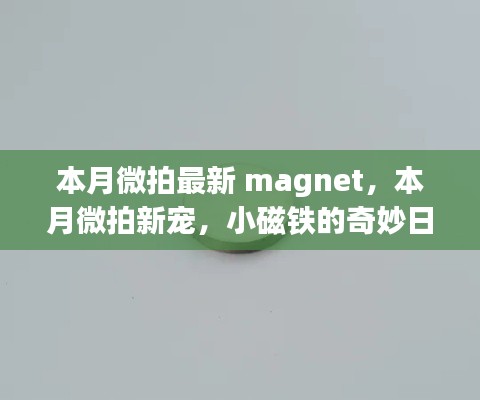 本月微拍，小磁铁的奇妙日常与友情之旅探索最新magnet新宠