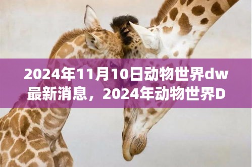 揭秘动物世界DW的最新动态，深度洞察动物世界的未来（2024年）