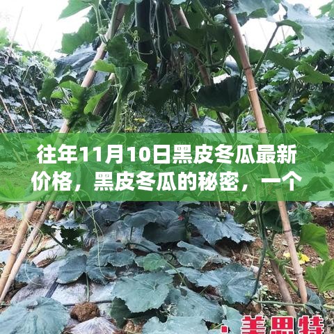 黑皮冬瓜背后的故事，友情、家庭与季节的交织，最新价格揭晓