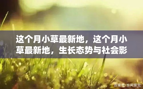 这个月小草的生长态势与社会影响深度探讨