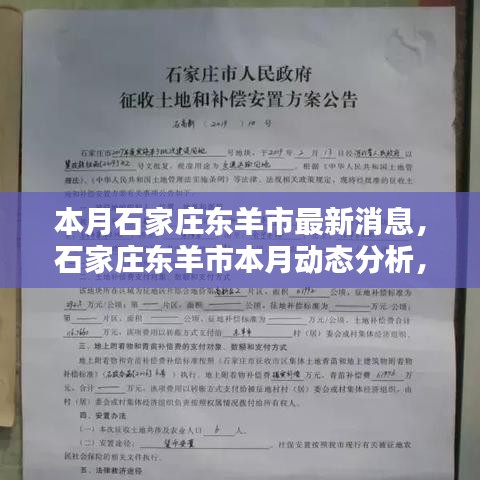 石家庄东羊市本月动态解析，最新消息与观点阐述及其影响探讨