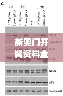 新奥门开奖资料全集，详尽解读_旗舰版TNK425.67