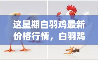 白羽鸡最新价格行情及变化学习，成就自信与成就感的翅膀舞展示