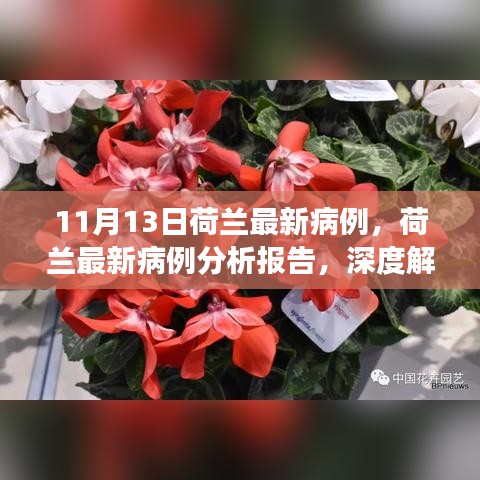 荷兰最新疫情分析报告，深度解读疫情现状及其影响