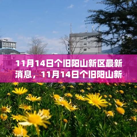 个旧阳山新区发展动态揭秘，最新消息与前景展望（11月14日）