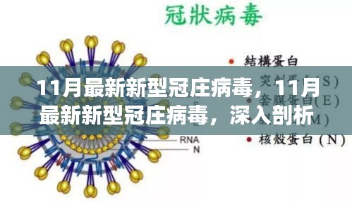 关于新型冠庄病毒，深入剖析与观点阐述（最新分析，11月版）