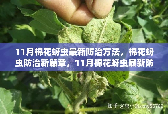 11月棉花蚜虫防治新方法，开启防治新篇章