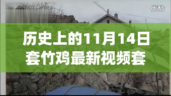 历史上的11月14日套竹鸡最新视频揭秘，探索秘境与小巷深处的套阵传奇