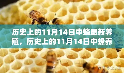 11月14日中蜂养殖技术的革新及其历史影响