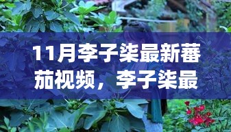 李子柒秋日的蕃茄故事，菜园趣事与友情的温馨织造