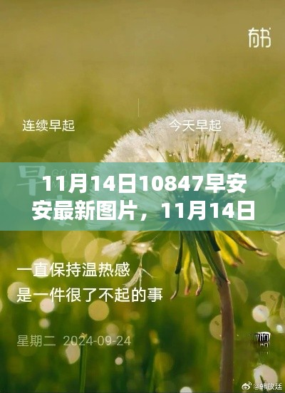 11月14日早安安最新图片分享，获取与分享详细步骤指南（适合初学者与进阶用户）