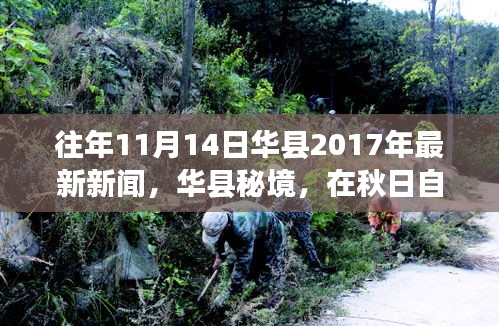 华县秋日秘境，自然之旅与心灵的宁静喜悦——华县最新新闻报道 2017年11月14日