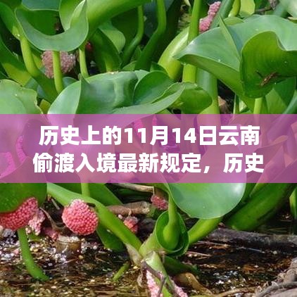 历史上的11月14日，云南偷渡入境规定的演变与最新动态