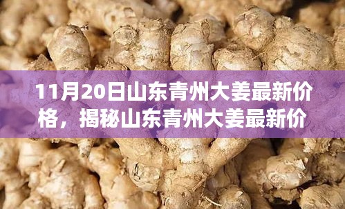 山东青州大姜最新价格揭秘，11月20日采购指南，青州大姜最新行情更新！