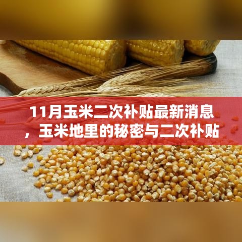 揭秘玉米地秘密与二次补贴最新动态