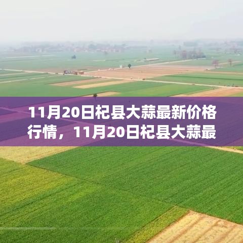 11月20日杞县大蒜价格行情及走势解析