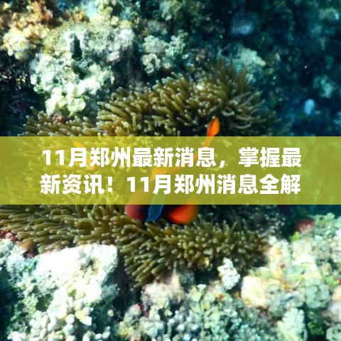 11月郑州最新资讯全解析，从初学者到进阶用户的必备指南