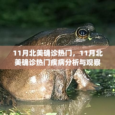 11月北美热门疾病分析与观察，确诊趋势及影响探讨