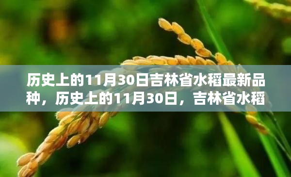 历史上的11月30日吉林省水稻最新品种，历史上的11月30日，吉林省水稻新篇章，自信与成就感的种子破土而出