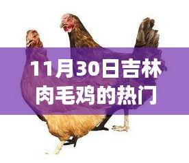 揭秘吉林肉毛鸡市场，11月30日热门价格动态分析