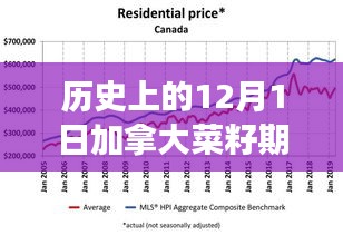 揭秘历史中的今日，深度解读十二月一日加拿大菜籽期货市场最新动态与最新价