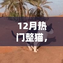 12月热门整猫产品深度评测与介绍，精选整猫用品一览