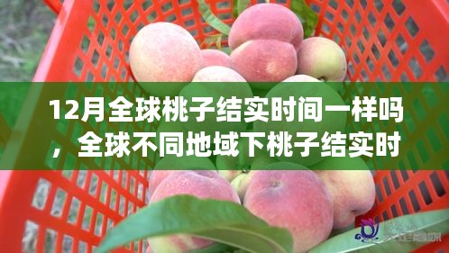 全球不同地域桃子结实时间解析，12月桃子结实情况探讨