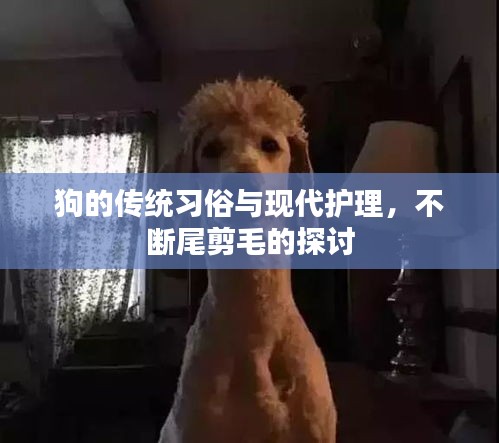 狗的传统习俗与现代护理，不断尾剪毛的探讨