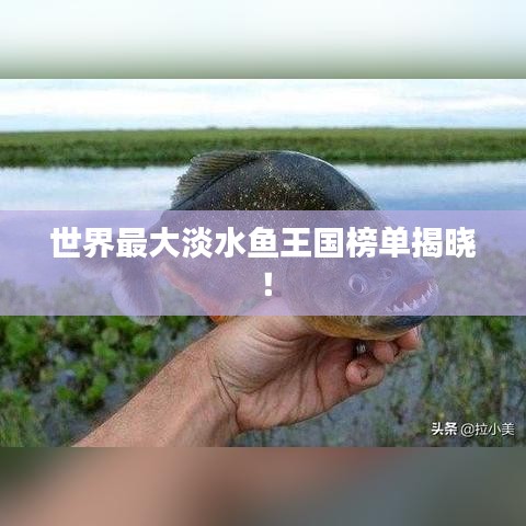 世界最大淡水鱼王国榜单揭晓！