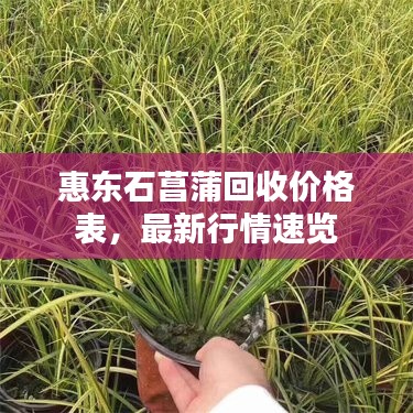 惠东石菖蒲回收价格表，最新行情速览