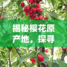 揭秘樱花原产地，探寻樱花起源省份