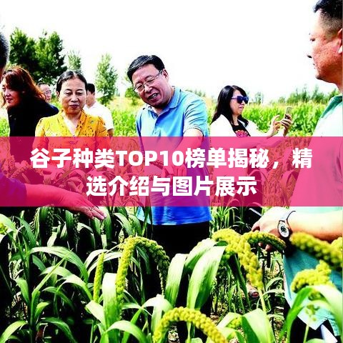 谷子种类TOP10榜单揭秘，精选介绍与图片展示