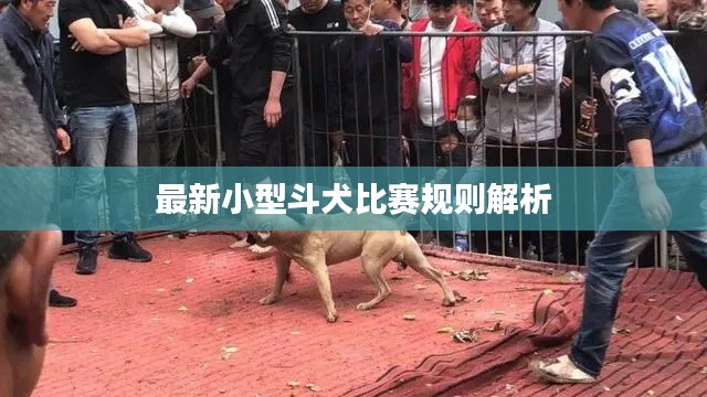 最新小型斗犬比赛规则解析