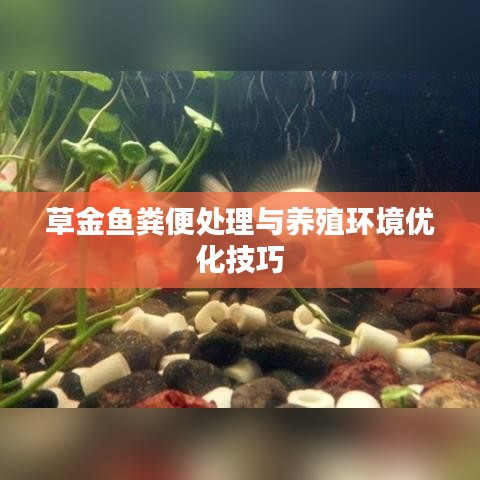 草金鱼粪便处理与养殖环境优化技巧