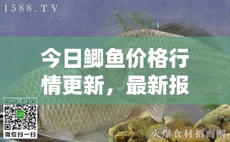 今日鲫鱼价格行情更新，最新报价一网打尽！