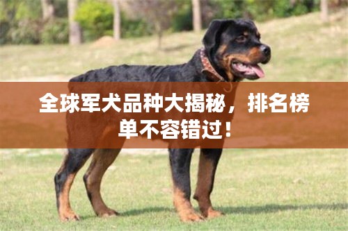 全球军犬品种大揭秘，排名榜单不容错过！