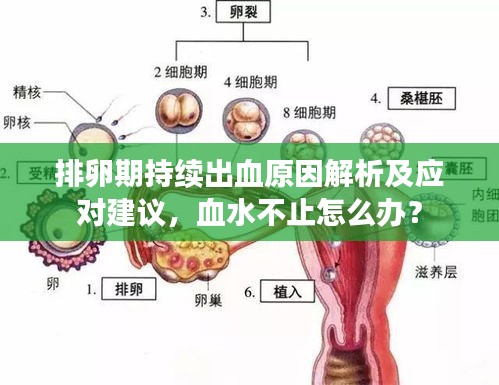 排卵期持续出血原因解析及应对建议，血水不止怎么办？