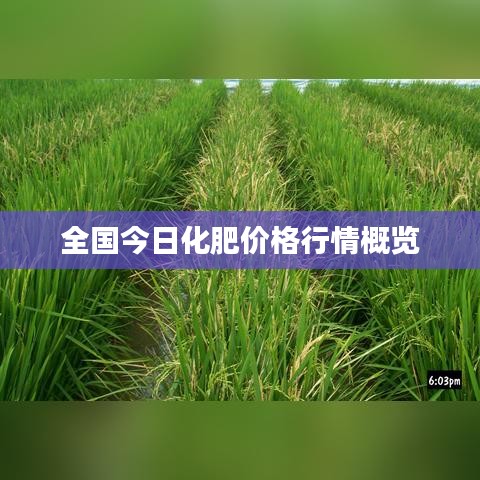 全国今日化肥价格行情概览