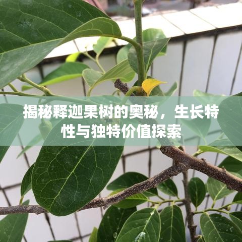 揭秘释迦果树的奥秘，生长特性与独特价值探索