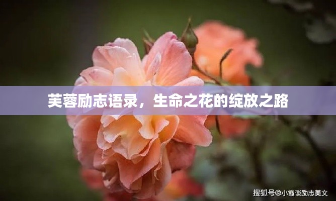 芙蓉励志语录，生命之花的绽放之路