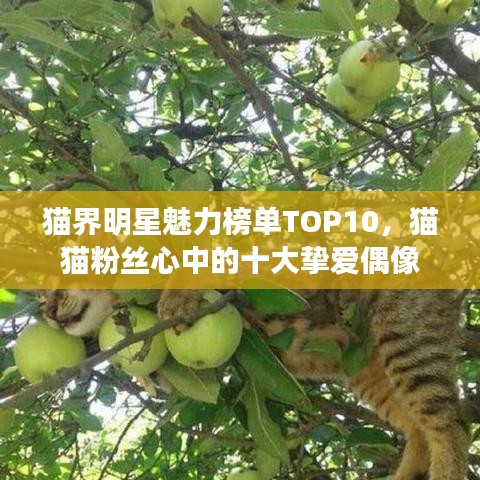 猫界明星魅力榜单TOP10，猫猫粉丝心中的十大挚爱偶像