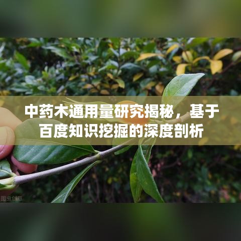 中药木通用量研究揭秘，基于百度知识挖掘的深度剖析