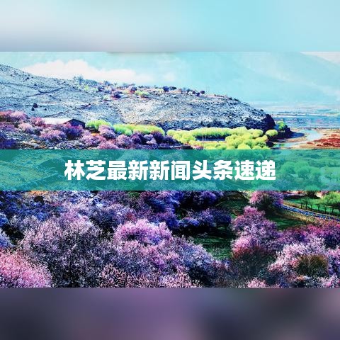 林芝最新新闻头条速递